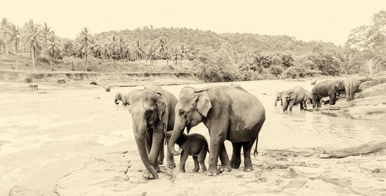 RIVER ELEPHANTS 4.