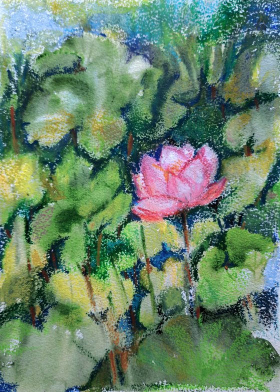 Pink Lotus Pond