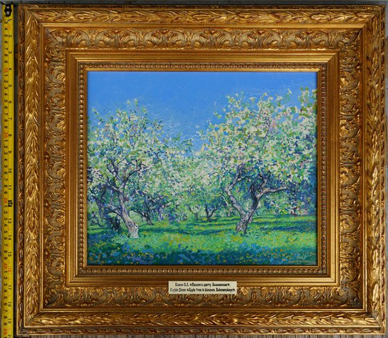 Apple tree in bloom. Kolomenskoye
