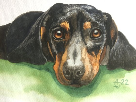 Black Dachshund