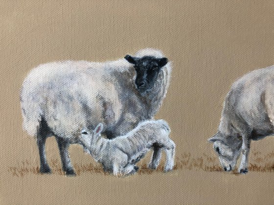 Sheep And Lambs