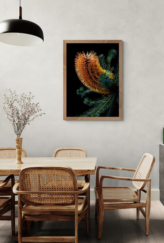 Heath-Leaved Banksia