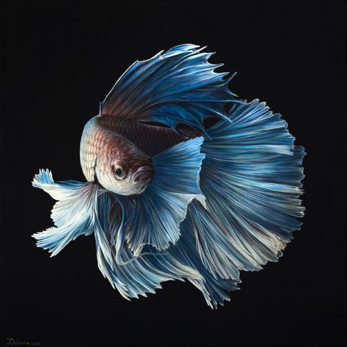 Betta fish by Julia Dubinina