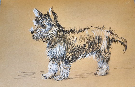 Yorkshire Terrier sketch