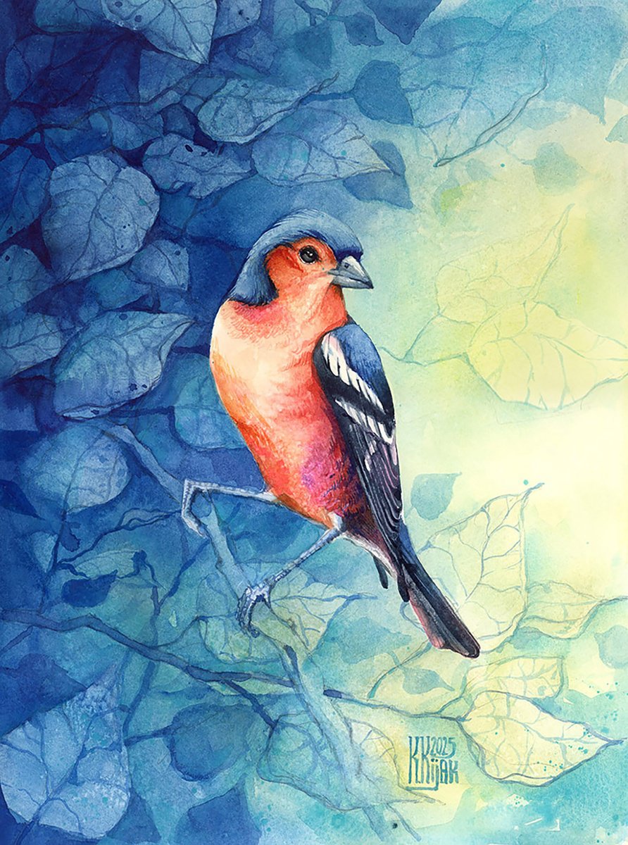 Watercolour , Eurasian Chaffinch By Karolina Kijak, 12 X 16, Artwork For Sale On Artfinder