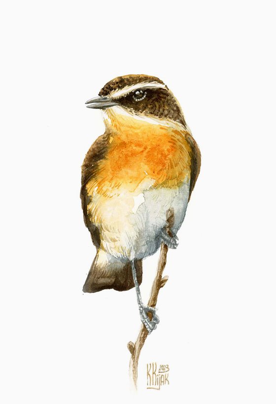 The Whinchat in Focus