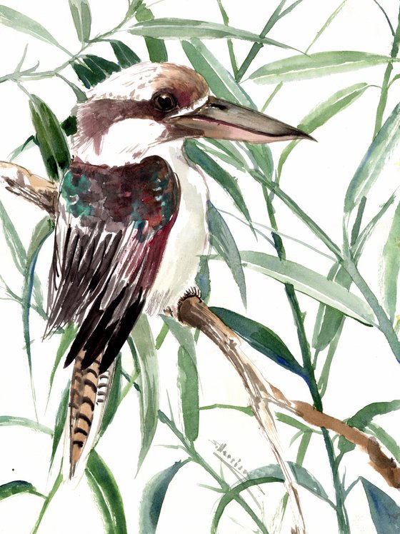 kookaburra bird