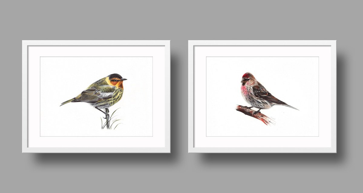 Photorealistic Animal Drawing By Daria Maier, 13 X 9, Birds Collection Ii, Original Artwork