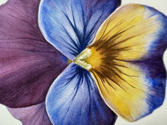 Viola