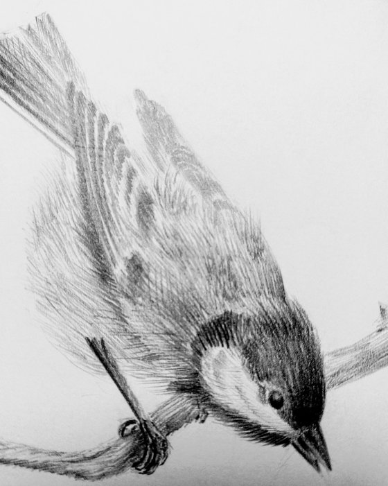 Birds. Original pencil drawing.