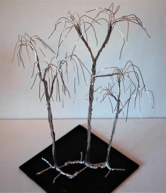 Silver tree, 3 willows