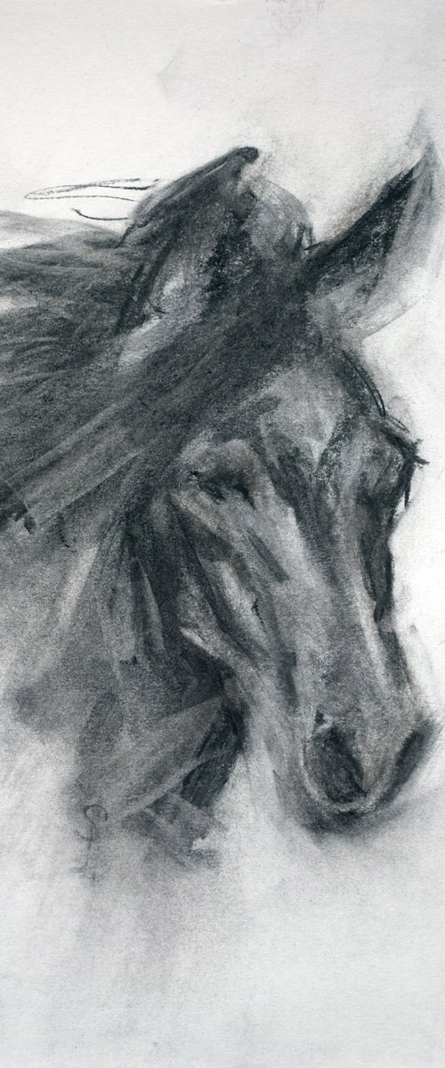 Horse (charcoal) by SBBoursot