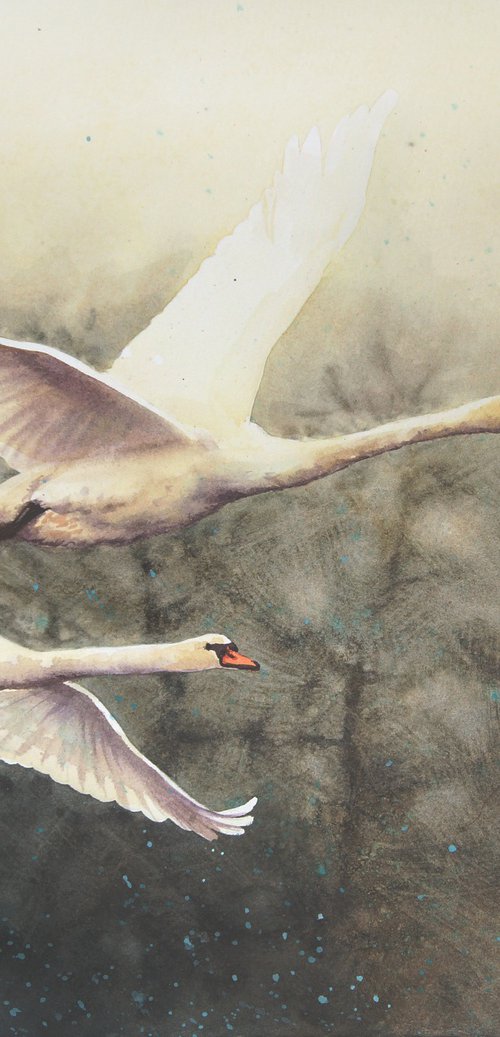 Swans Ascending  -  couple of swans - pair of flying white swans by Olga Beliaeva Watercolour