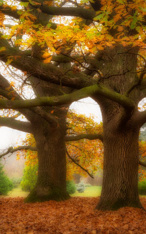 Oak trees by Vlad Durniev