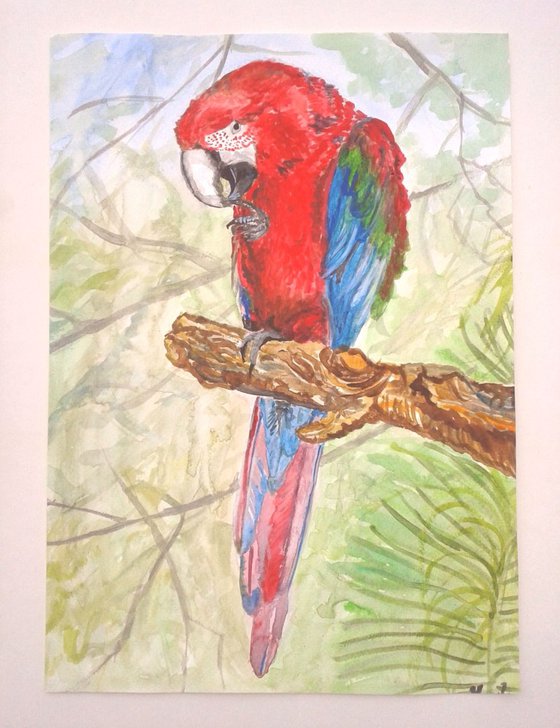 "Macaw"