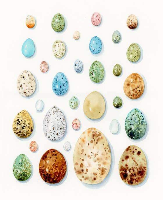 Eggs collection of Wild European birds