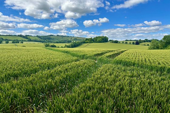 Sea of Wheat