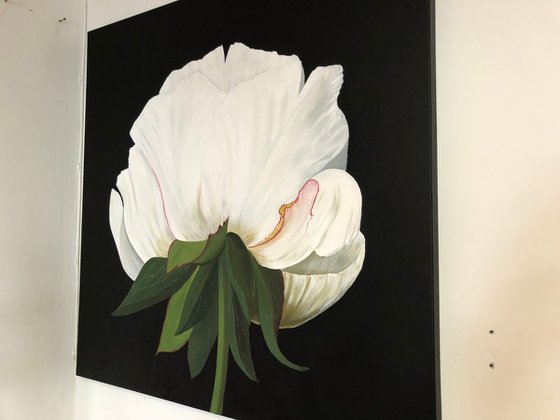 White Peony on black