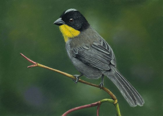 Original pastel drawing bird "Yellow-throated brush finch"