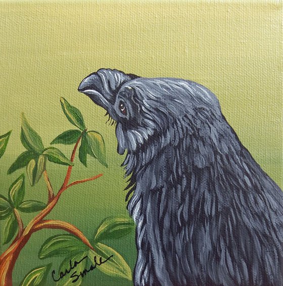 Raven Crow Bird and Arbutus Tree-Acrylic Gouache-6 x 6 Stretched Canvas-Carla Smale