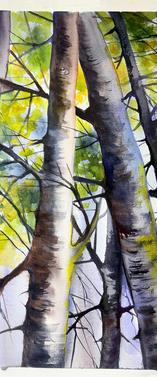 Tallwood by Maria Kireev