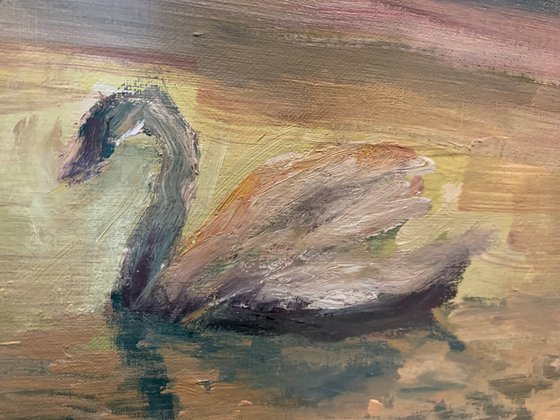 Swans At Dawn