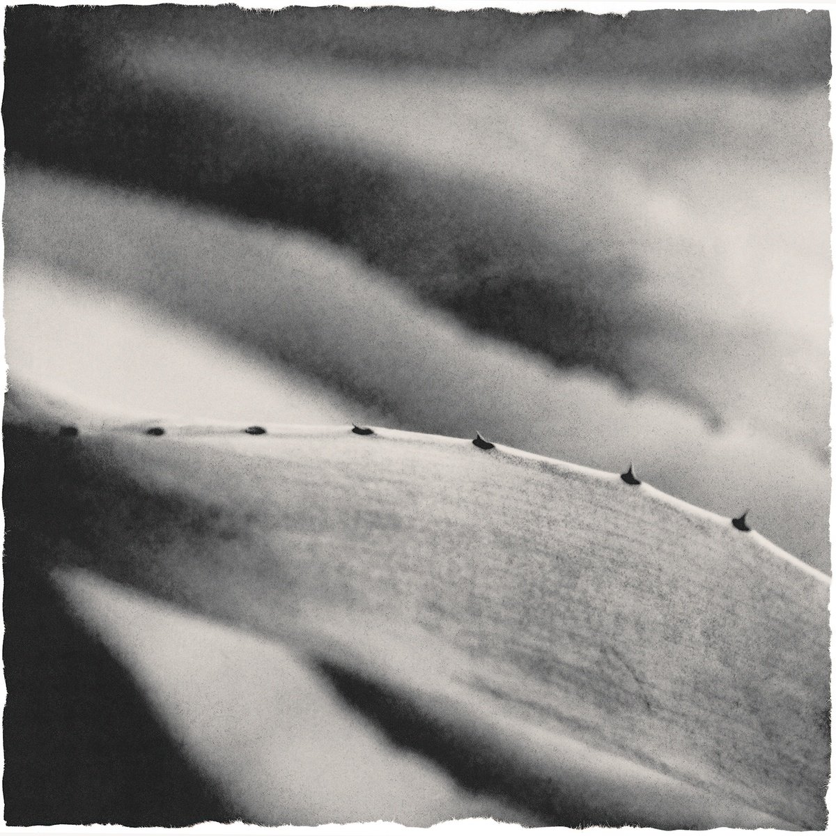 Organic Botanical Photograph By Heike Bohnstengel, 12 X 12, Plant Studies, Agave Ii, Original Artwork