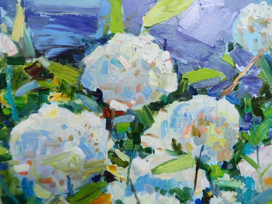 "  Hydrangea "