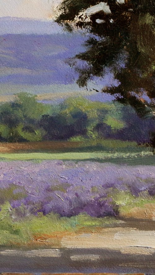 Lavender Field in Provence by Pascal Giroud