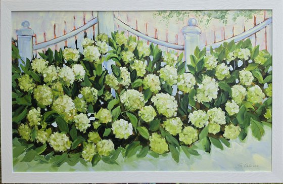 White Hydrangeas by the Fence