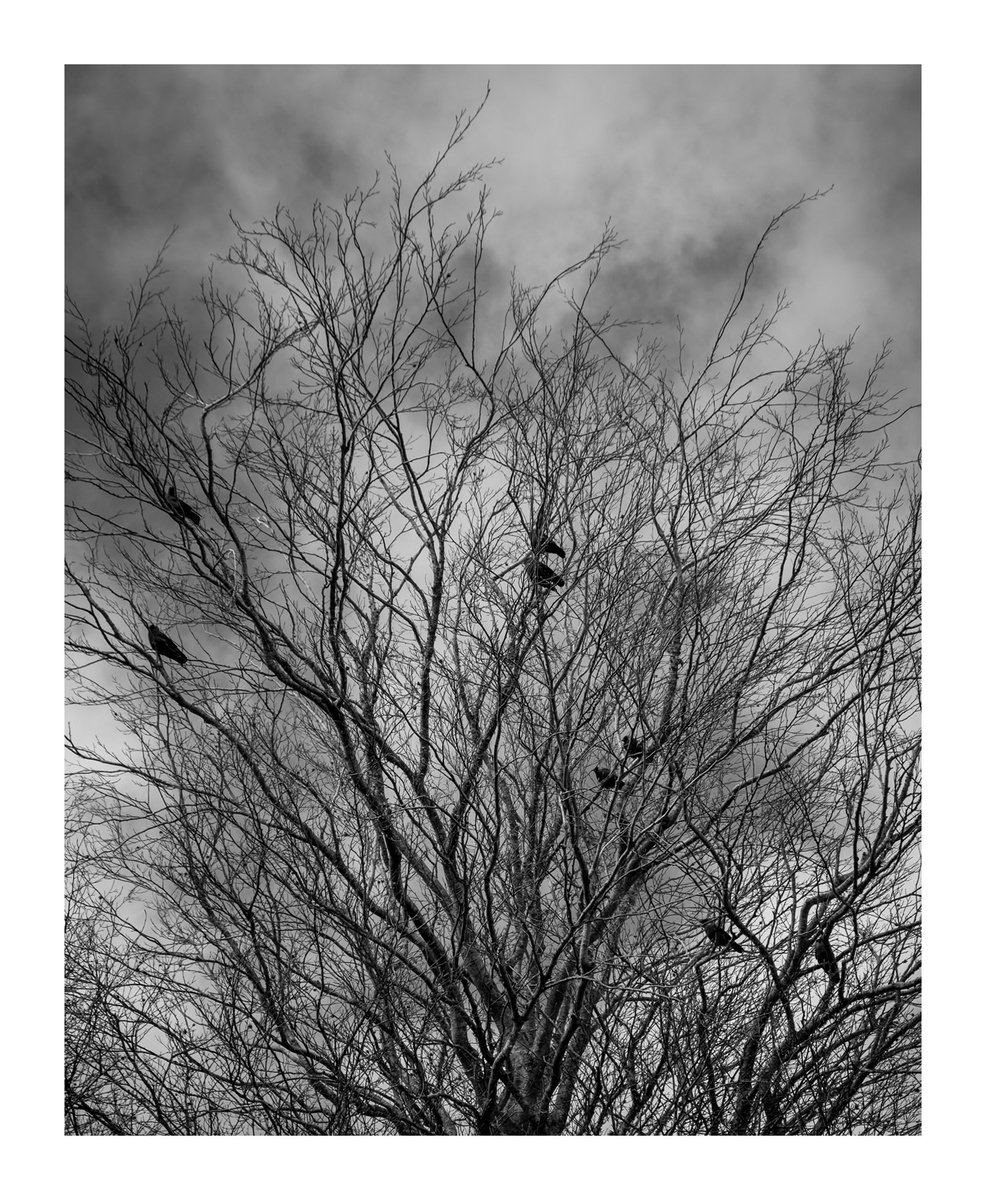 Jackdaws VII by David Baker