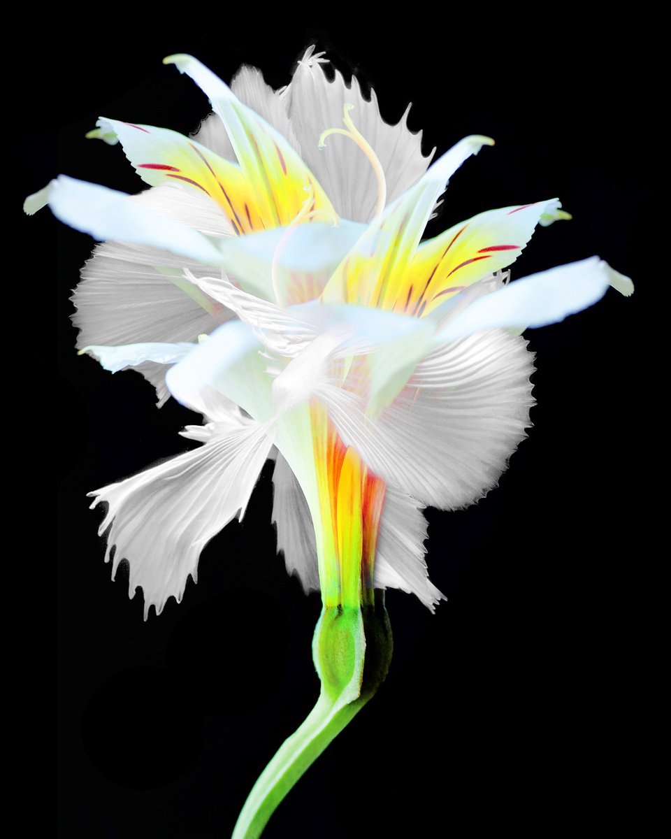 Surrealistic Photograph , Kaleidoscope 66 By Michael Filonow, 26 X 32, Artwork For Sale On Artfinder