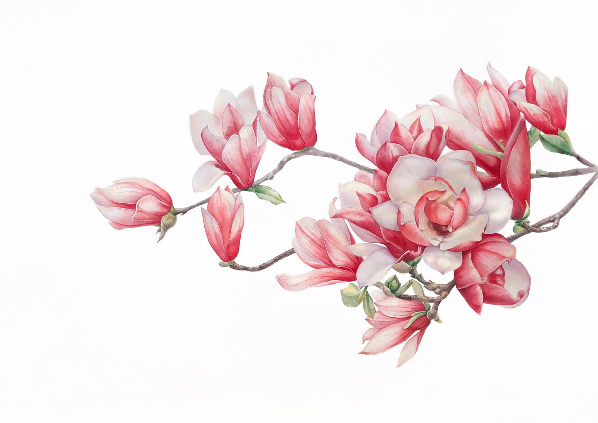 Tender magnolia. Original watercolor artvork. by Nataliia Kupchyk