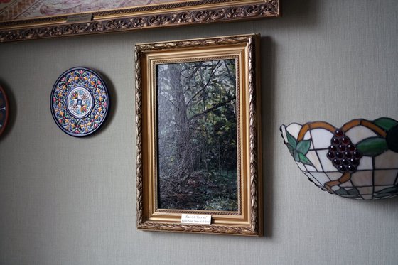 Forest. Fir-tree. Karmanovo