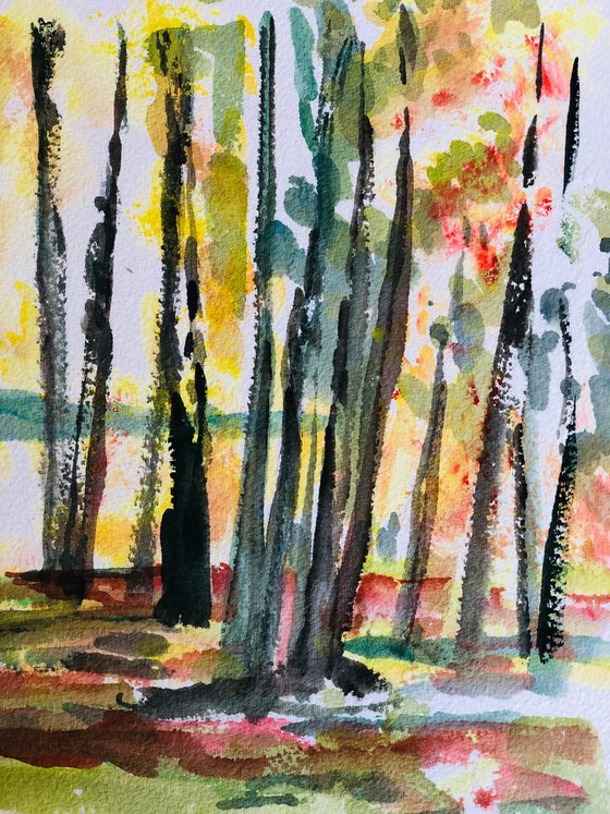 Birch woodland scene