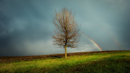 Rainbow and tree. by Vlad Durniev