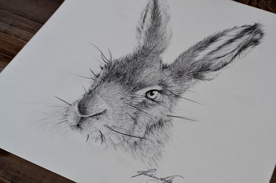 Hare #3