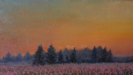 Sunset Over The Purple Flowers