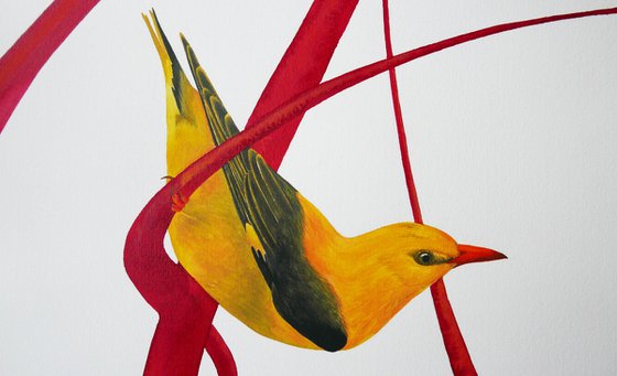 2 sisters collection: Golden oriole 1