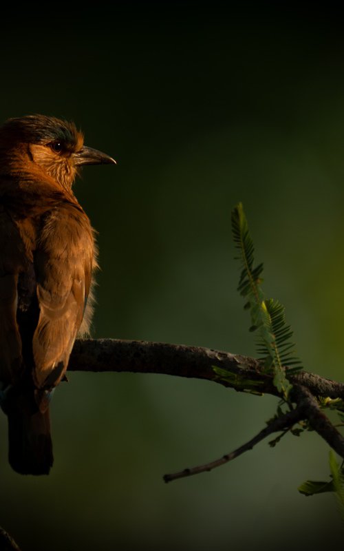 A Watchful Eye by Nick Dale