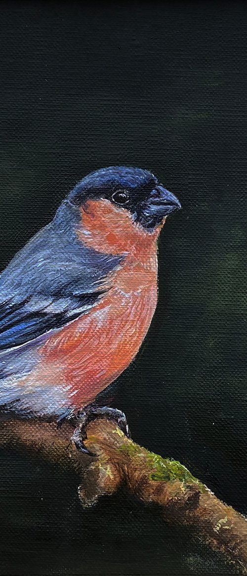 Bullfinch bird by Una Hurst