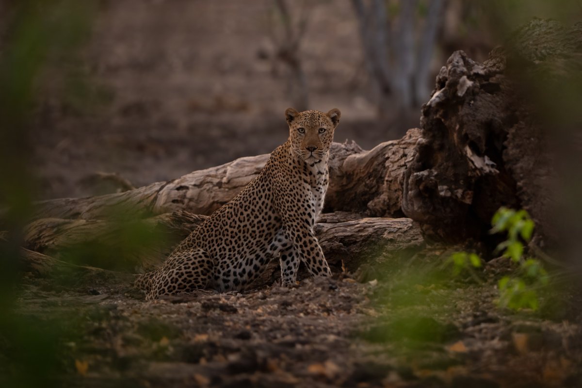 Alone by Nick Dale