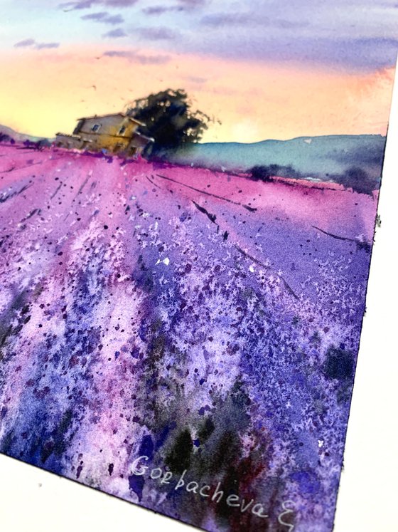 lavender field #3