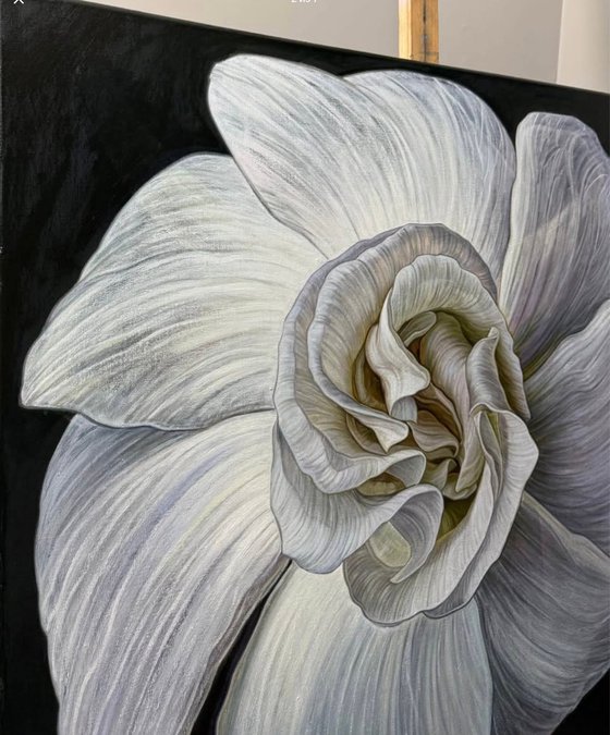 White Camellia Bloom