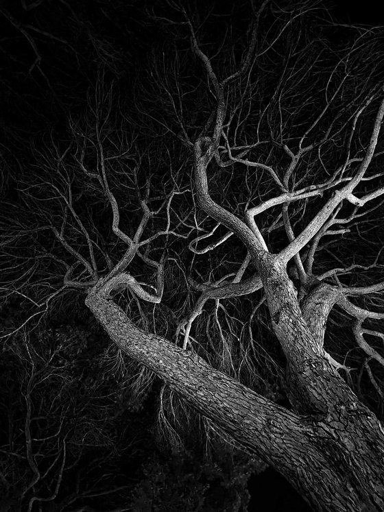 NT#174 Summer Night #4