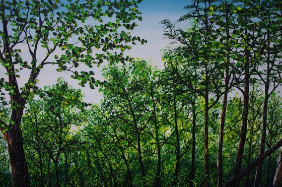 Glorious Spring Walk