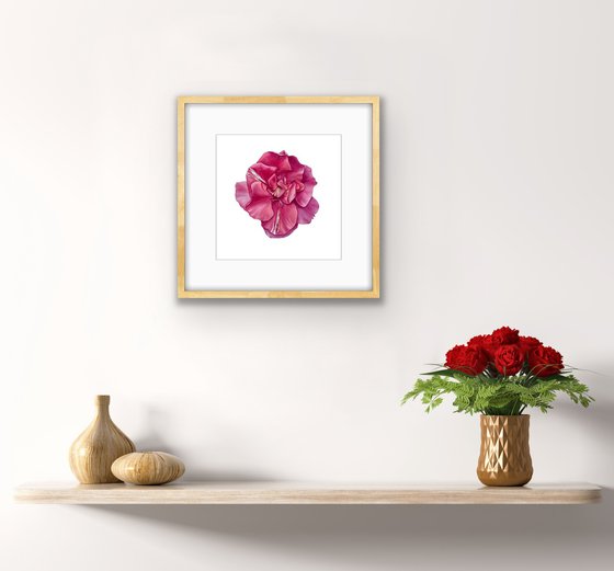 Pink oleander. Original watercolor artwork