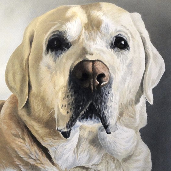 Yellow Labrador