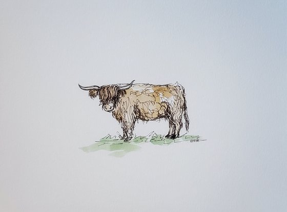 Wildlife - Cows - "Highlander"