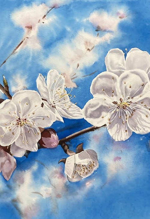Blooming apricot by Natalia Butenko